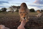 恐怖！肉食獣チーターがすぐそこに…と思ったら足をペロリ