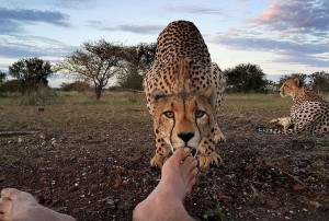 恐怖！肉食獣チーターがすぐそこに…と思ったら足をペロリ