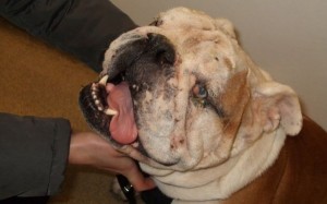 ブルドッグがシワ除去手術、たるみ過ぎで呼吸できず