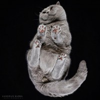 猫を下から写した斬新な撮影に挑戦