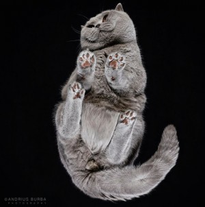 猫を下から撮影　“肉球丸見え”斬新なショットがアーティスティック