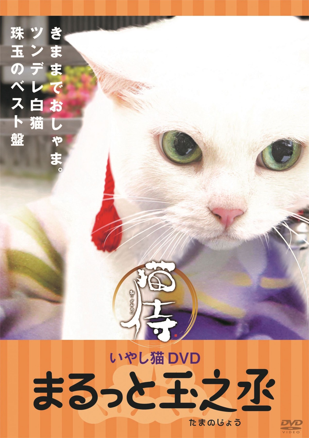 “ねこの日”記念！『猫侍』玉之丞の秘蔵萌え写真公開！ 可愛すぎて悶絶必至