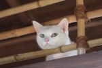 可愛すぎるタレント猫・あなごの萌え写真＆映像公開！
