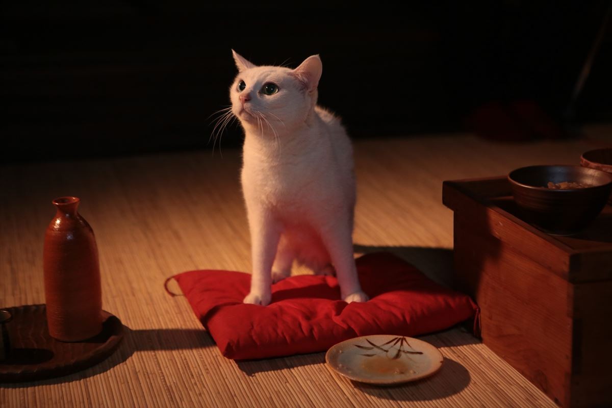 “ねこの日”記念！『猫侍』玉之丞の秘蔵萌え写真公開！ 可愛すぎて悶絶必至