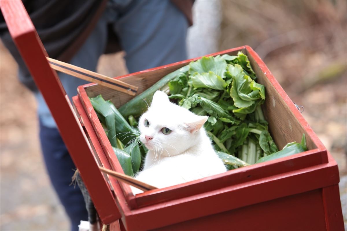 “ねこの日”記念！『猫侍』玉之丞の秘蔵萌え写真公開！ 可愛すぎて悶絶必至