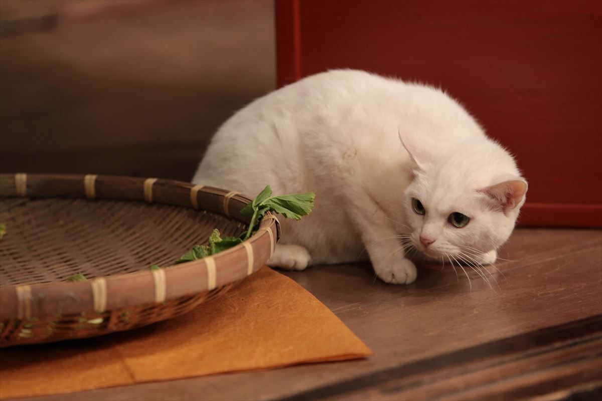 “ねこの日”記念！『猫侍』玉之丞の秘蔵萌え写真公開！ 可愛すぎて悶絶必至