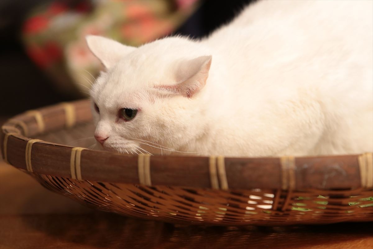 “ねこの日”記念！『猫侍』玉之丞の秘蔵萌え写真公開！ 可愛すぎて悶絶必至