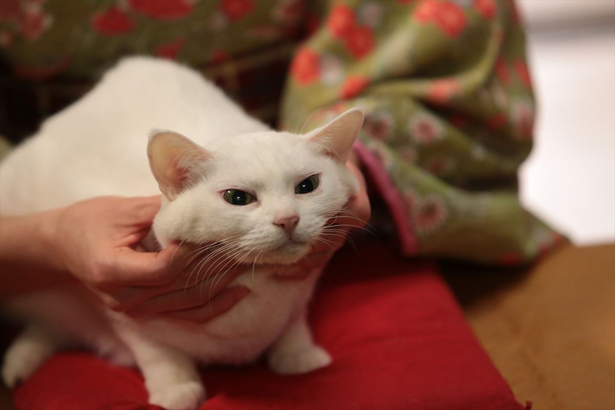 “ねこの日”記念！『猫侍』玉之丞の秘蔵萌え写真公開！ 可愛すぎて悶絶必至