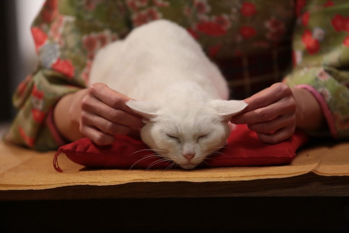“ねこの日”記念！『猫侍』玉之丞の秘蔵萌え写真公開！ 可愛すぎて悶絶必至