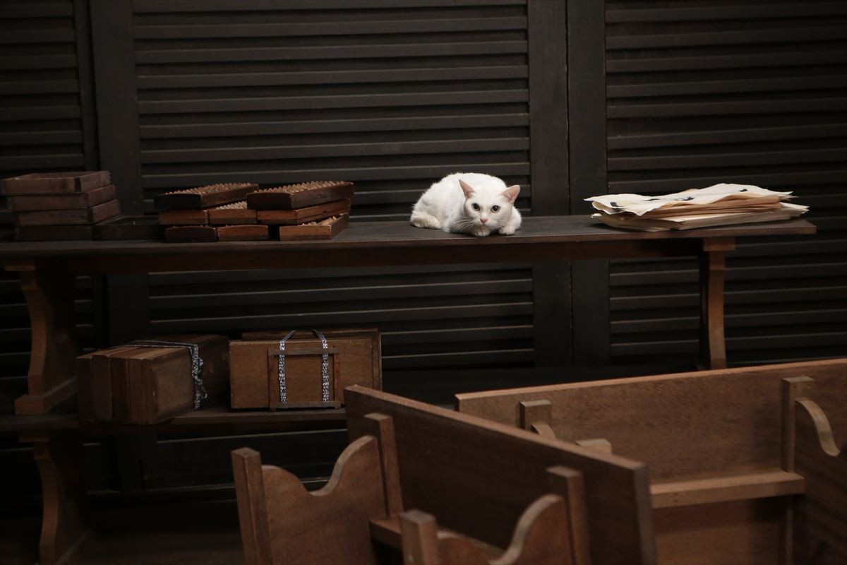 “ねこの日”記念！『猫侍』玉之丞の秘蔵萌え写真公開！ 可愛すぎて悶絶必至