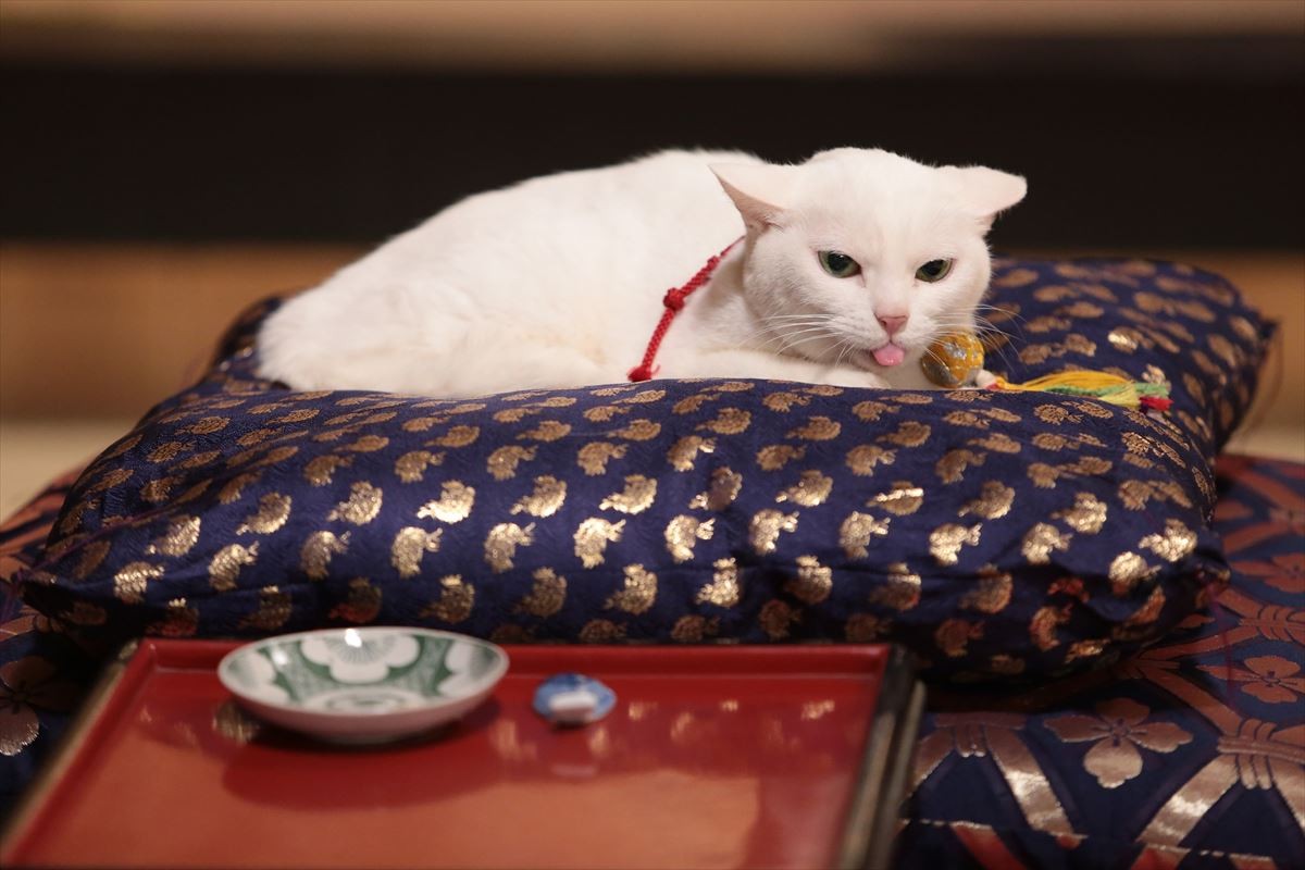 “ねこの日”記念！『猫侍』玉之丞の秘蔵萌え写真公開！ 可愛すぎて悶絶必至