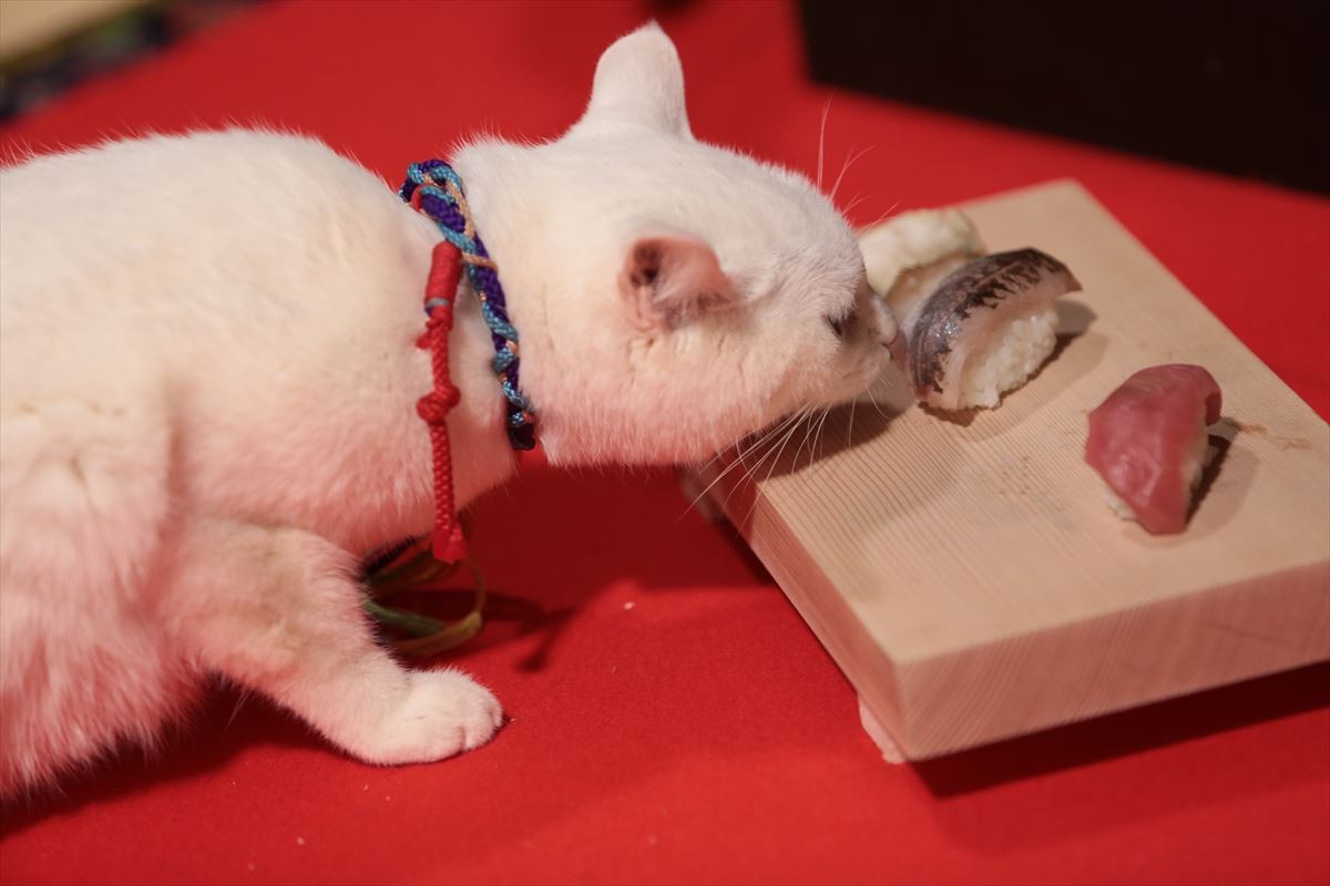 “ねこの日”記念！『猫侍』玉之丞の秘蔵萌え写真公開！ 可愛すぎて悶絶必至