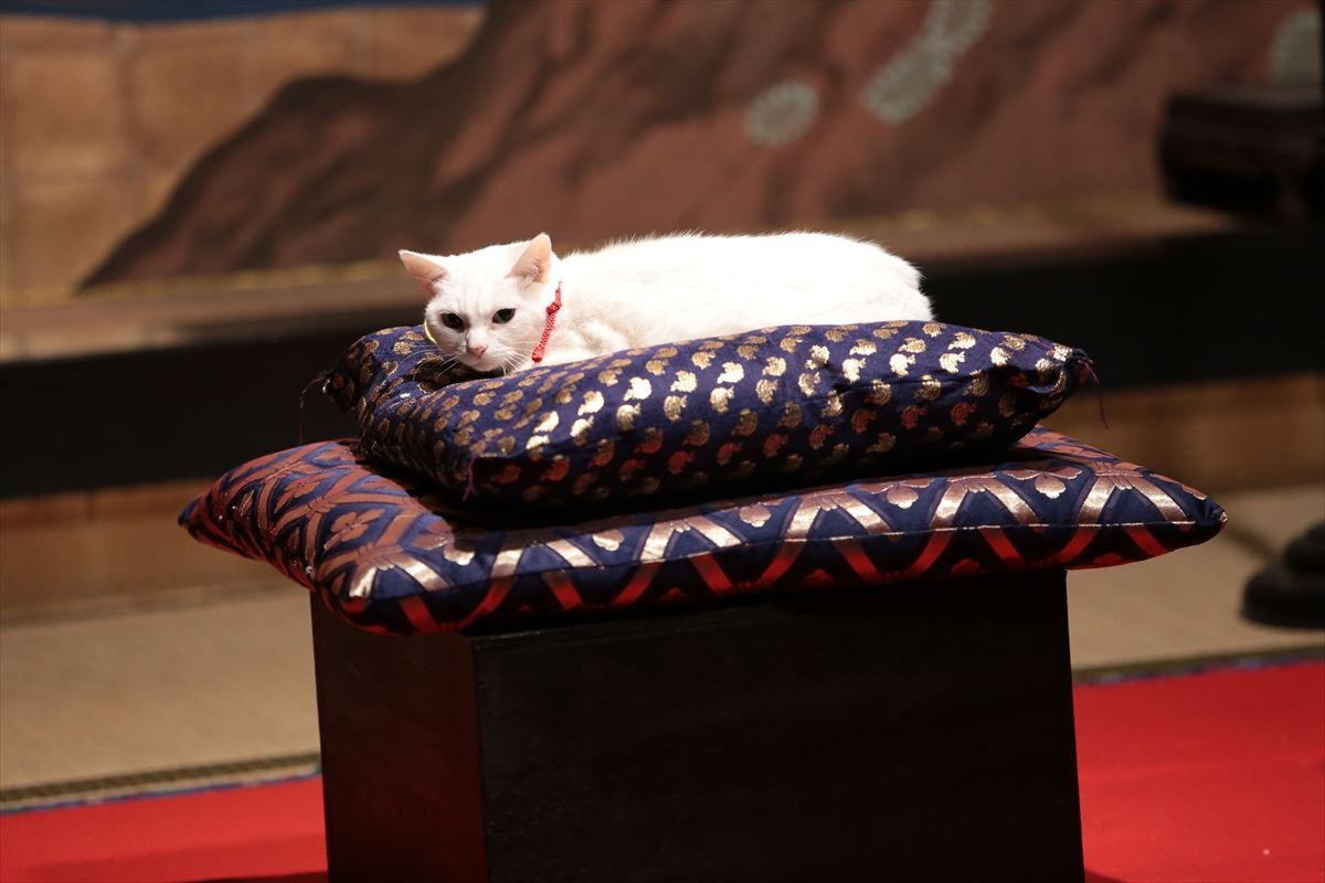 “ねこの日”記念！『猫侍』玉之丞の秘蔵萌え写真公開！ 可愛すぎて悶絶必至