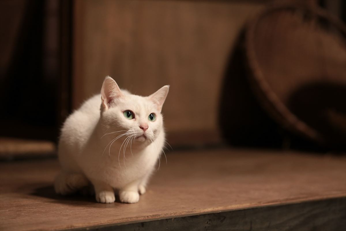 “ねこの日”記念！『猫侍』玉之丞の秘蔵萌え写真公開！ 可愛すぎて悶絶必至