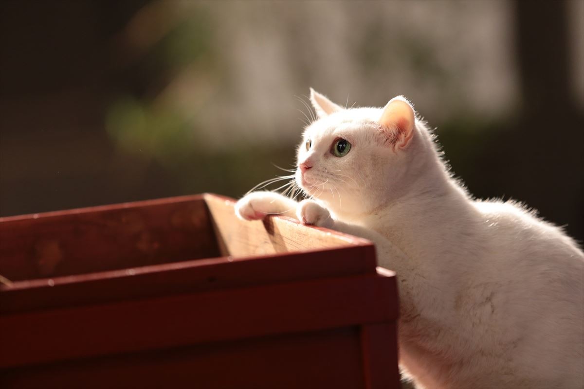 “ねこの日”記念！『猫侍』玉之丞の秘蔵萌え写真公開！ 可愛すぎて悶絶必至