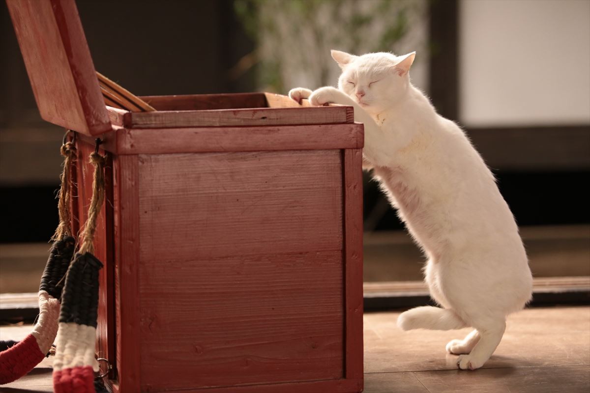 “ねこの日”記念！『猫侍』玉之丞の秘蔵萌え写真公開！ 可愛すぎて悶絶必至