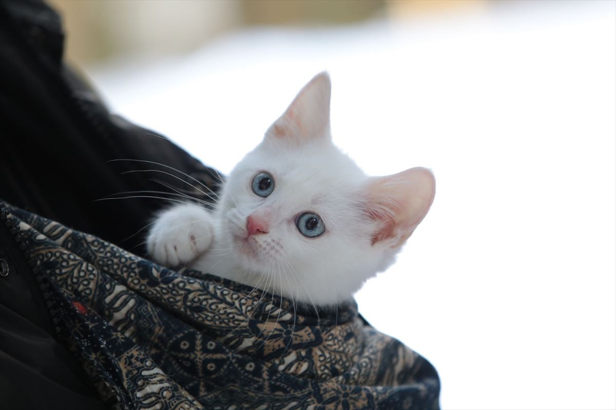 “ねこの日”記念！『猫侍』玉之丞の秘蔵萌え写真公開！ 可愛すぎて悶絶必至