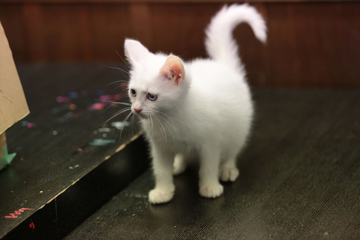 “ねこの日”記念！『猫侍』玉之丞の秘蔵萌え写真公開！ 可愛すぎて悶絶必至