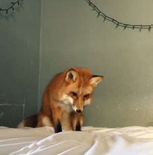 雪だ！あれ？ 真っ白なシーツを雪と間違えたキツネ