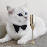 “世界一美しい猫” と話題のコービー