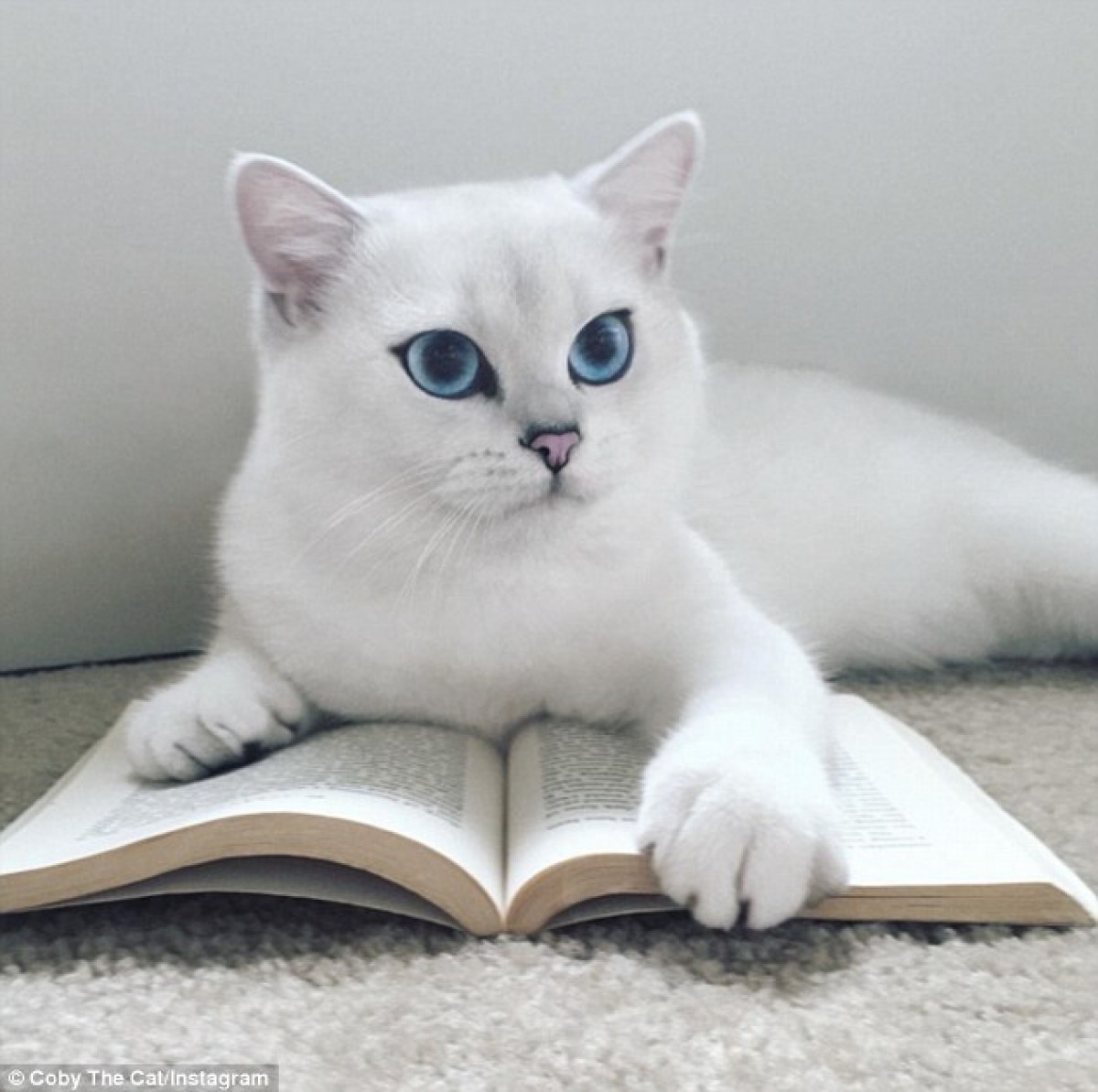 究極のブルーアイ！ “世界一美しい猫” に世界中がメロメロ