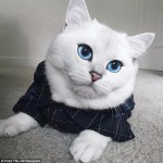 “世界一美しい猫” と話題のコービー