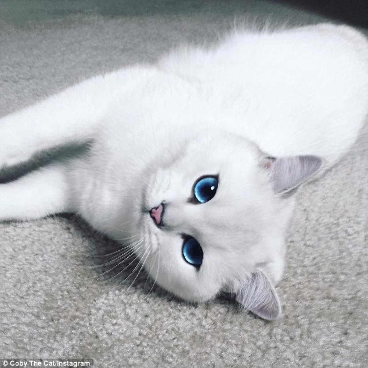 究極のブルーアイ！ “世界一美しい猫” に世界中がメロメロ