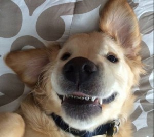ワンコも歯を矯正、歯並びを改善できることが判明