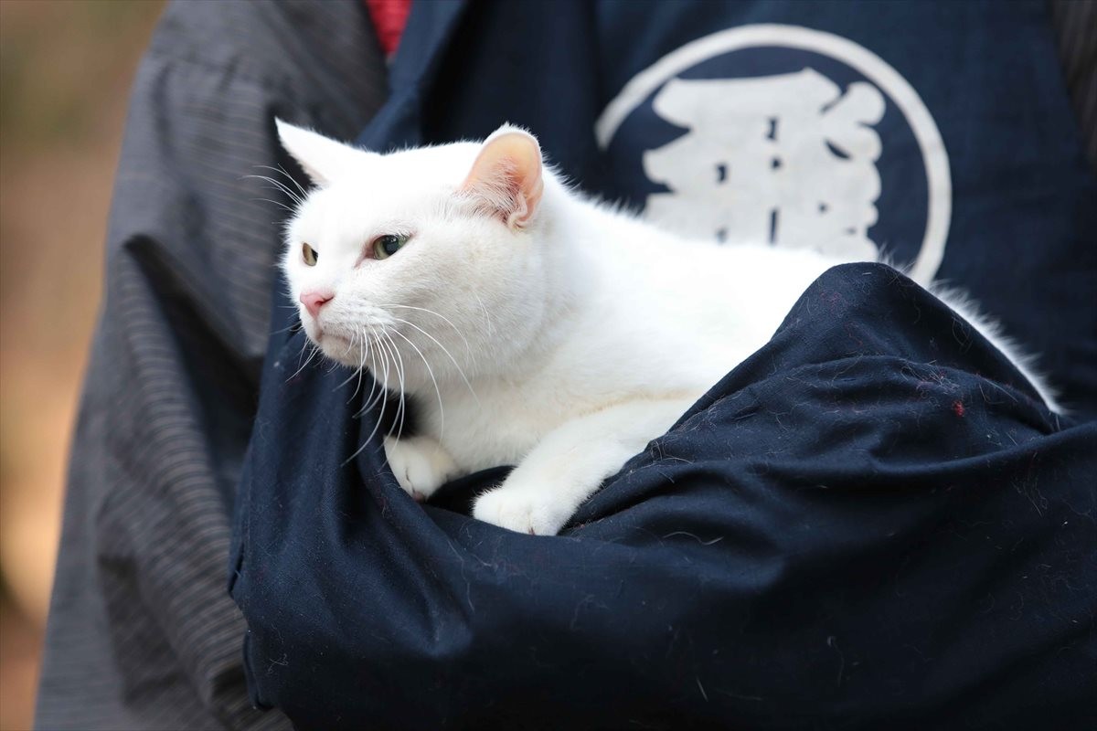 『猫侍』SPドラマDVD化記念、玉之丞の“萌え”写真公開！ 玉之丞に会えるイベントも