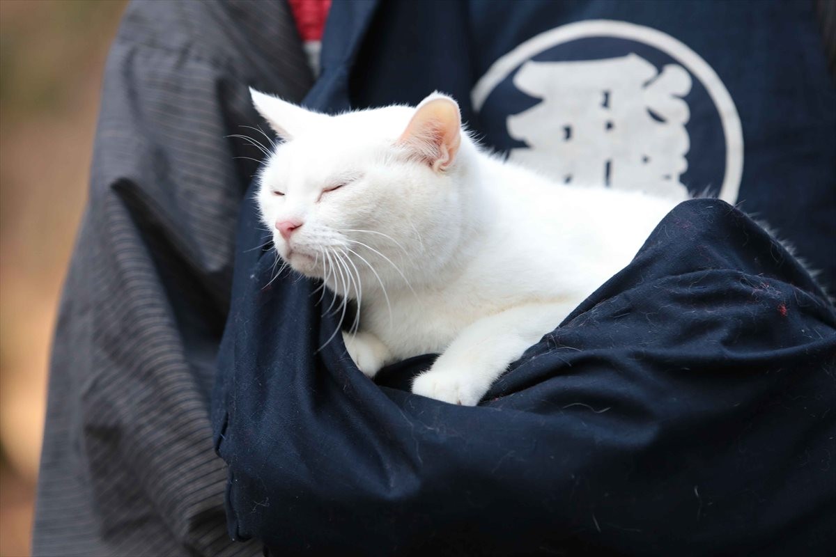 『猫侍』SPドラマDVD化記念、玉之丞の“萌え”写真公開！ 玉之丞に会えるイベントも