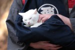 『猫侍　玉之丞、江戸へ行く』白猫・玉之丞の未公開“萌え”写真