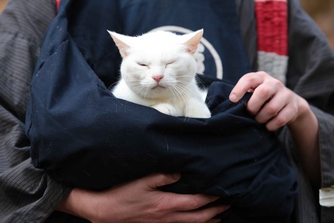 猫侍 玉之丞 江戸へ行く 写真 海外ドラマ情報 クランクイン