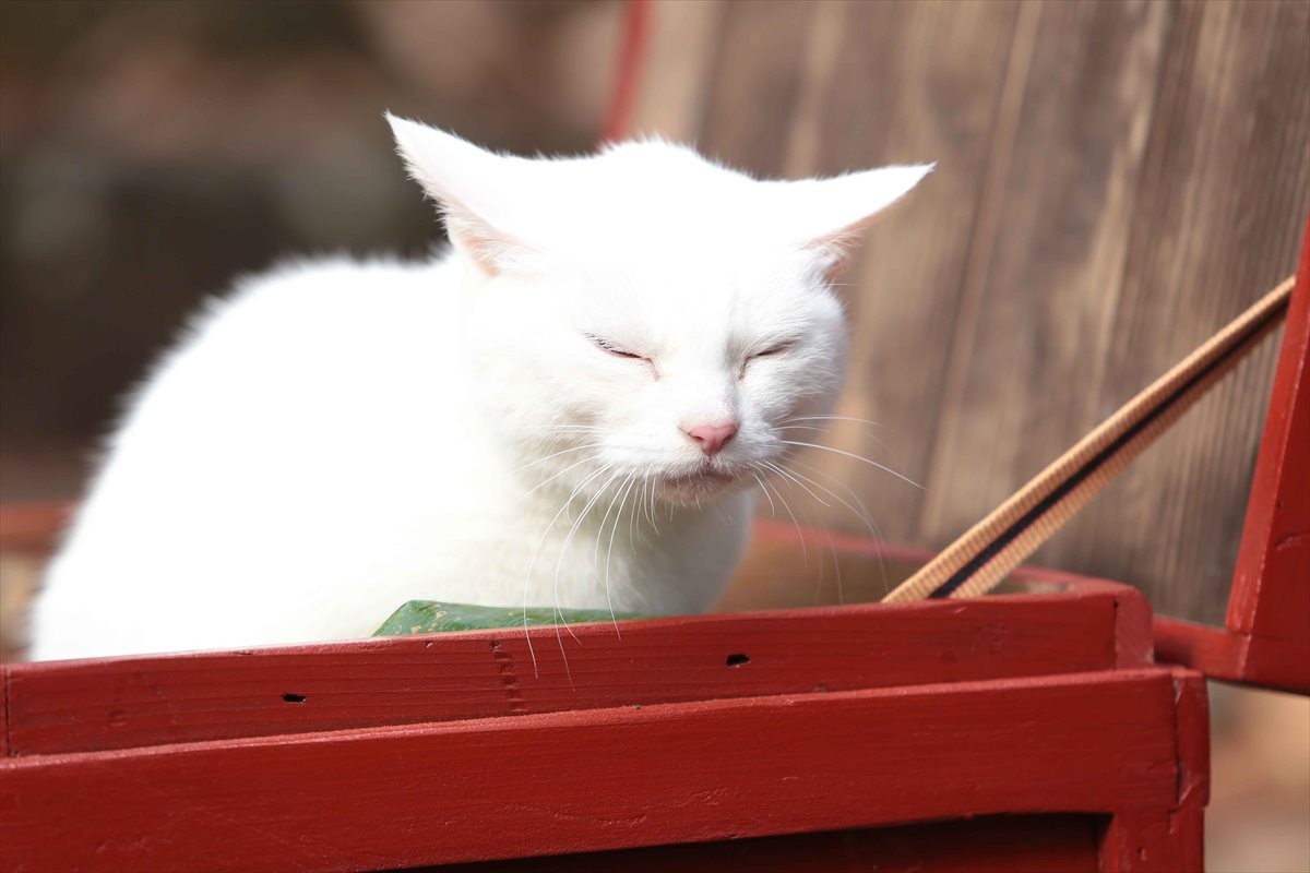 『猫侍』SPドラマDVD化記念、玉之丞の“萌え”写真公開！ 玉之丞に会えるイベントも