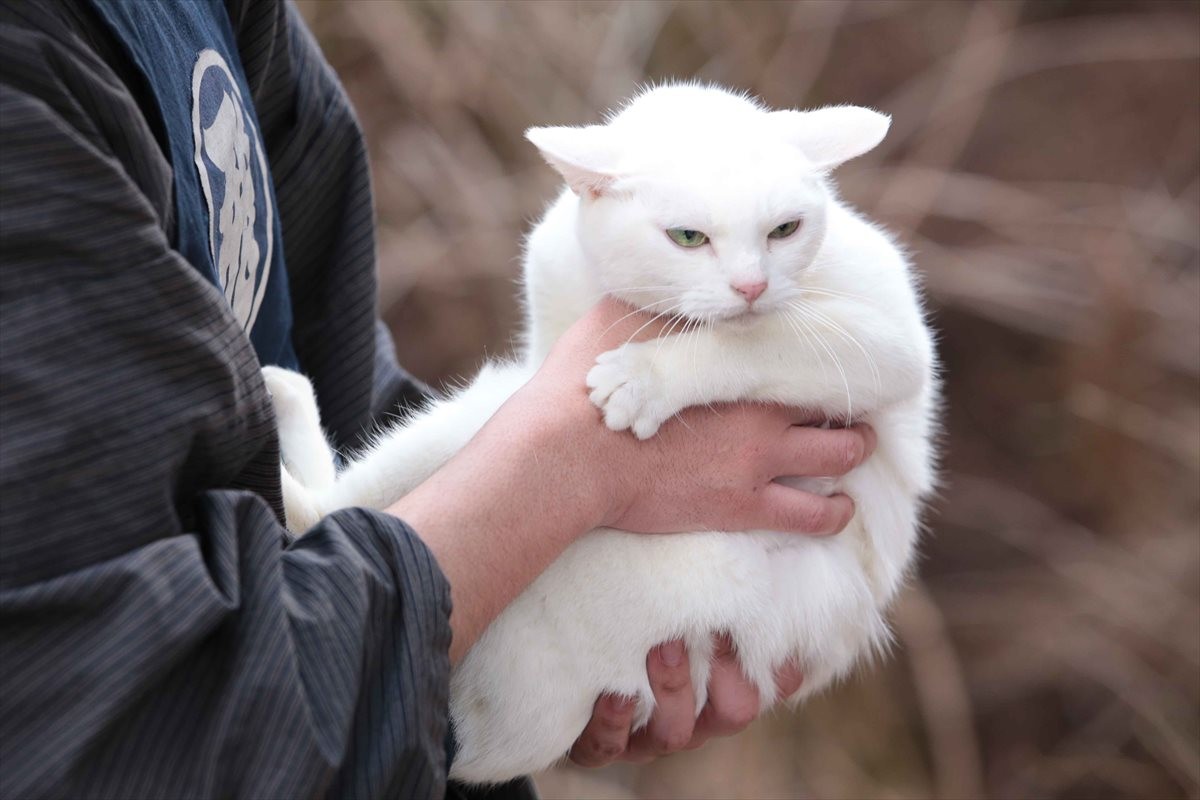 『猫侍』SPドラマDVD化記念、玉之丞の“萌え”写真公開！ 玉之丞に会えるイベントも