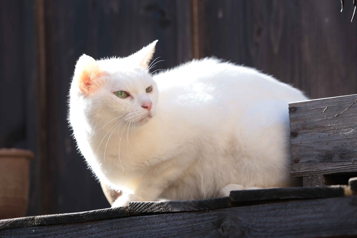 『猫侍』SPドラマDVD化記念、玉之丞の“萌え”写真公開！ 玉之丞に会えるイベントも