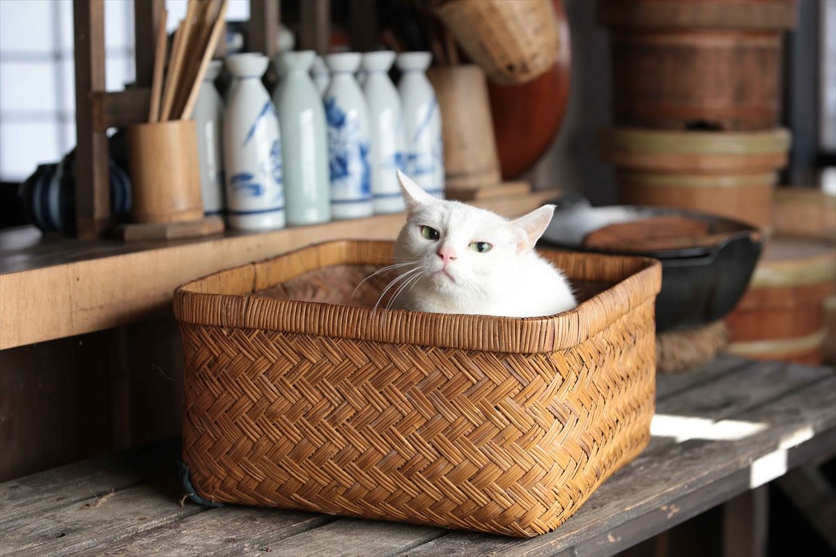 『猫侍』SPドラマDVD化記念、玉之丞の“萌え”写真公開！ 玉之丞に会えるイベントも