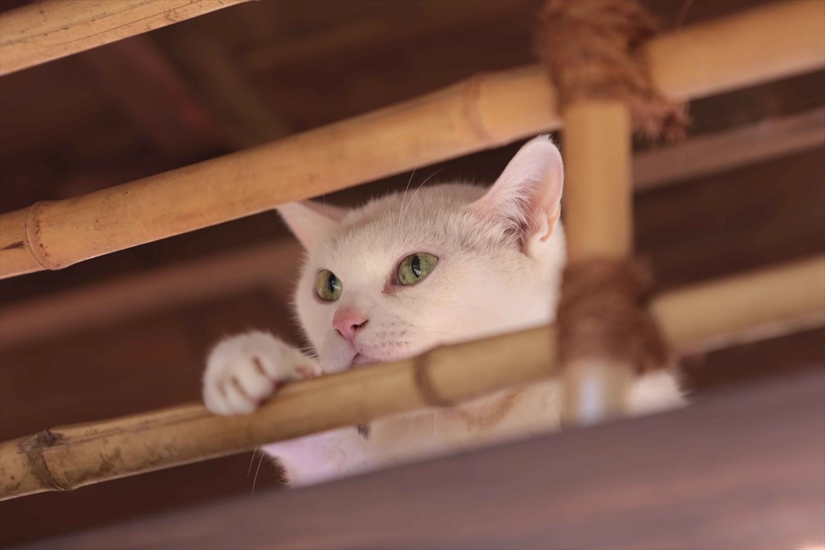 『猫侍』SPドラマDVD化記念、玉之丞の“萌え”写真公開！ 玉之丞に会えるイベントも