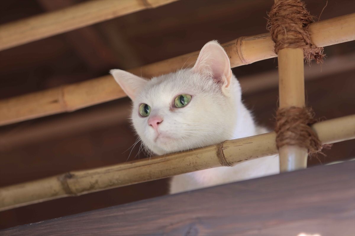 『猫侍』SPドラマDVD化記念、玉之丞の“萌え”写真公開！ 玉之丞に会えるイベントも