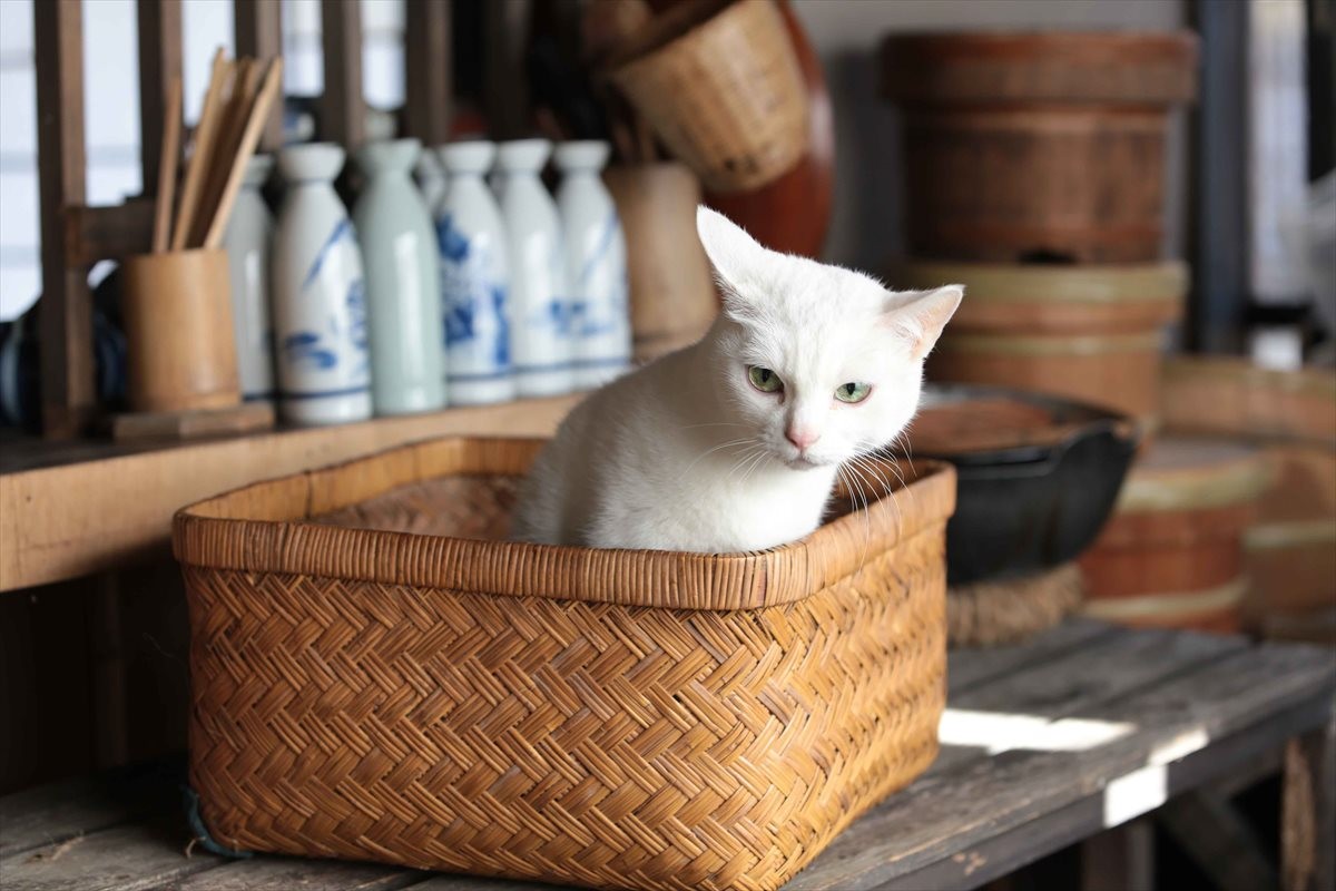 『猫侍』SPドラマDVD化記念、玉之丞の“萌え”写真公開！ 玉之丞に会えるイベントも