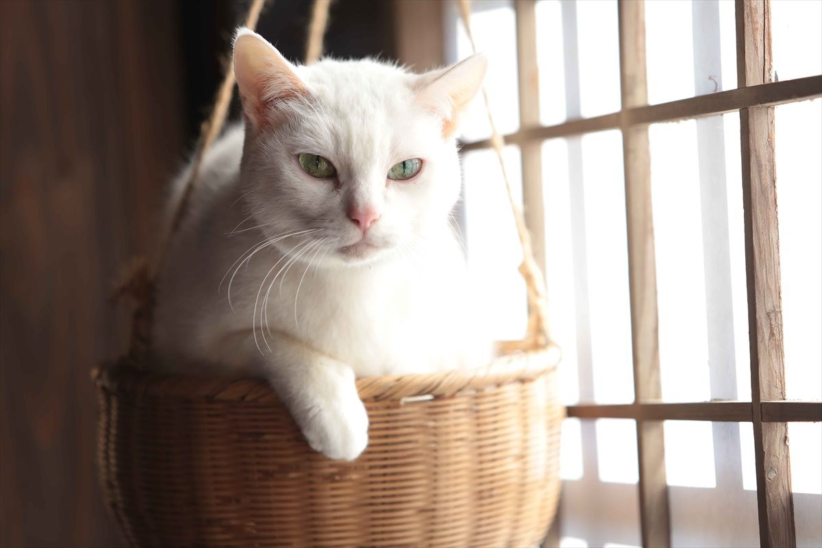 『猫侍 玉之丞、江戸へ行く』白猫・玉之丞の未公開“萌え”写真