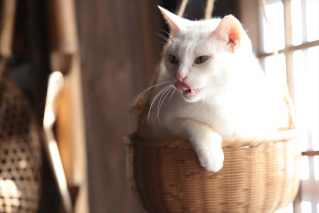 猫侍 玉之丞 江戸へ行く 写真 海外ドラマ情報 クランクイン