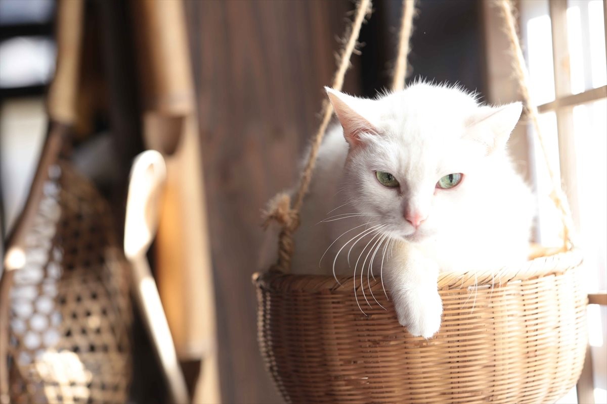 『猫侍』SPドラマDVD化記念、玉之丞の“萌え”写真公開！ 玉之丞に会えるイベントも