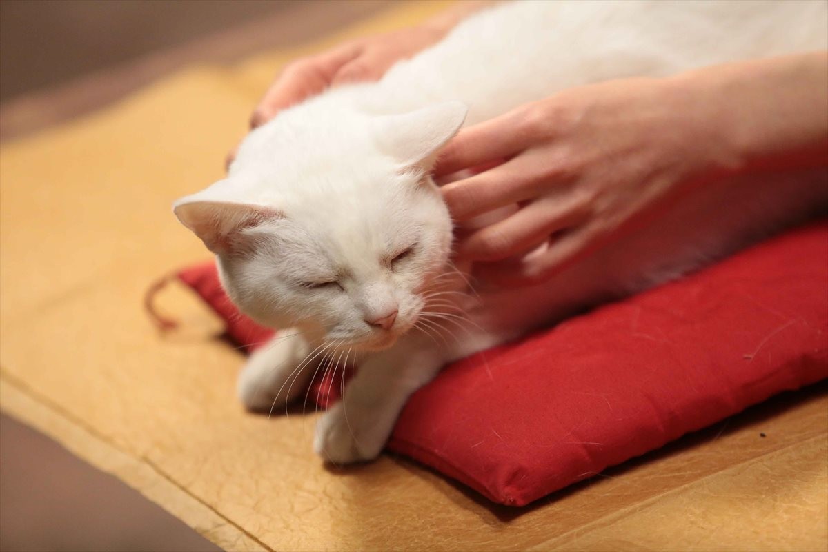 『猫侍』SPドラマDVD化記念、玉之丞の“萌え”写真公開！ 玉之丞に会えるイベントも
