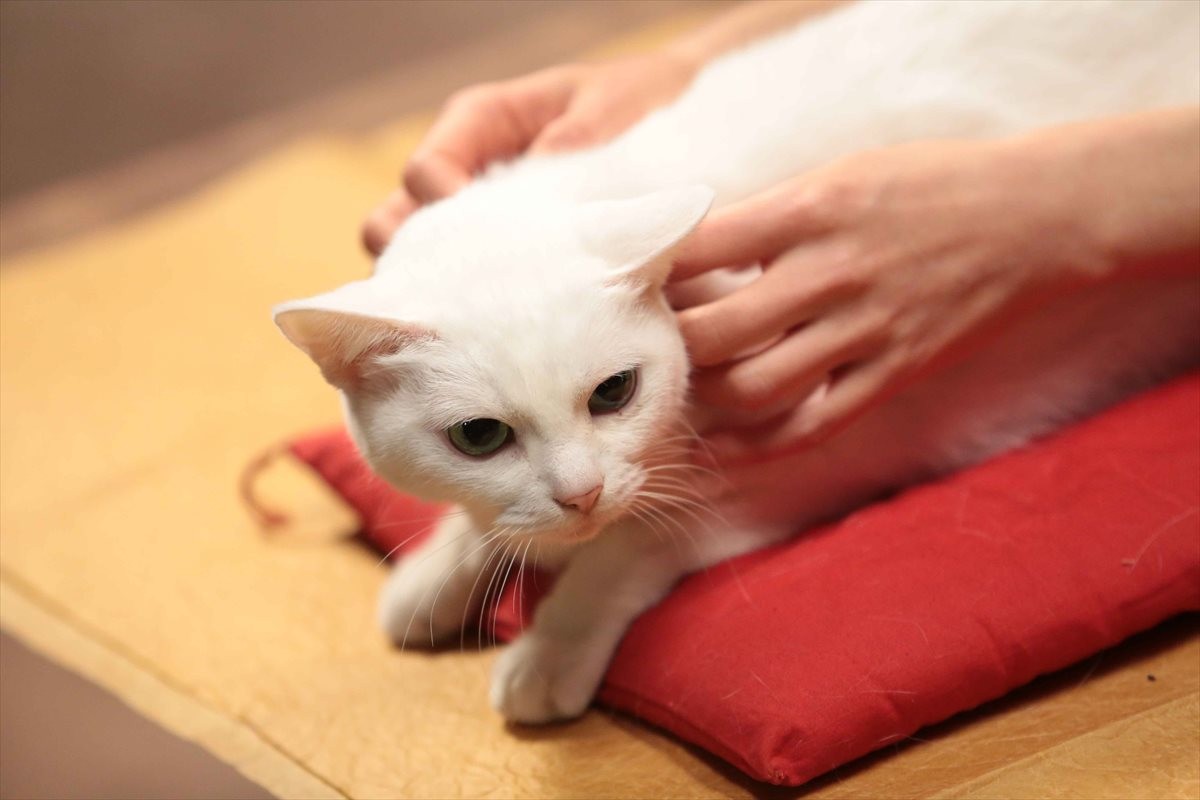 『猫侍』SPドラマDVD化記念、玉之丞の“萌え”写真公開！ 玉之丞に会えるイベントも