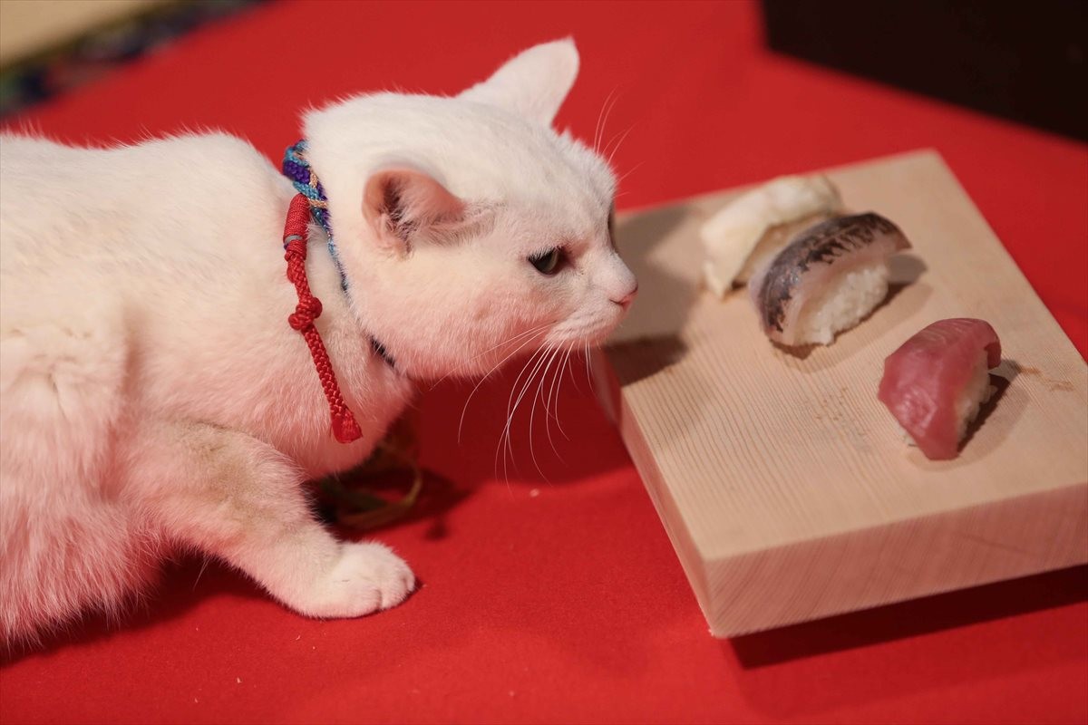 『猫侍』SPドラマDVD化記念、玉之丞の“萌え”写真公開！ 玉之丞に会えるイベントも