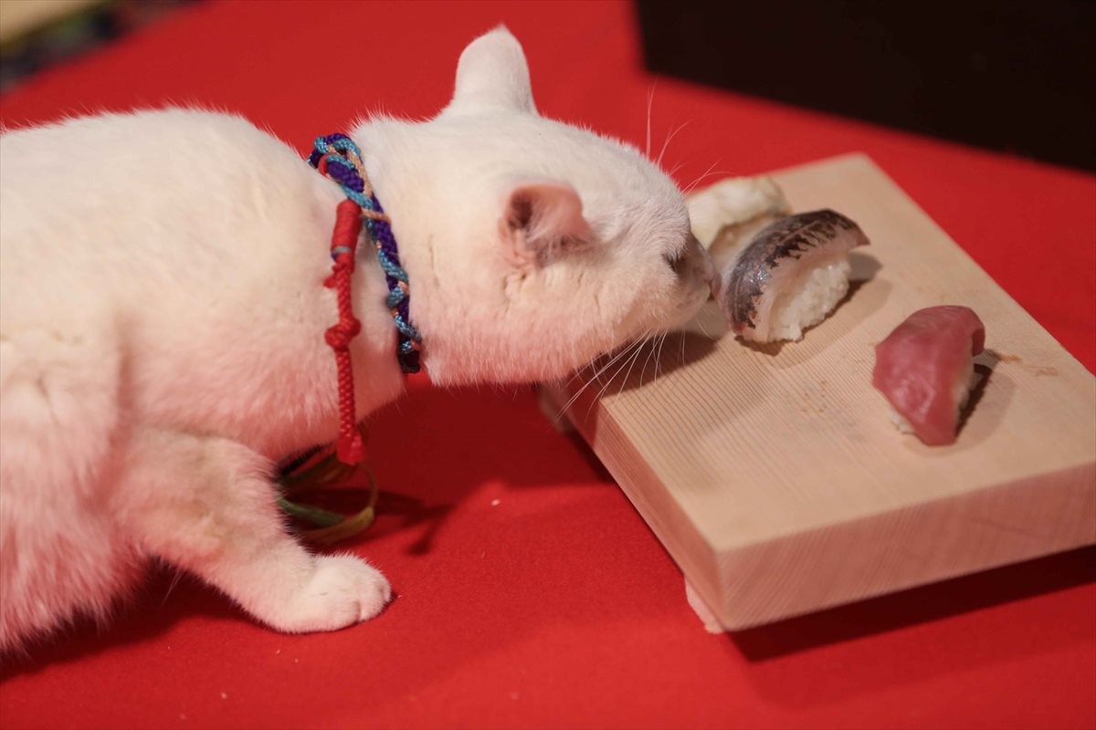 『猫侍』SPドラマDVD化記念、玉之丞の“萌え”写真公開！ 玉之丞に会えるイベントも