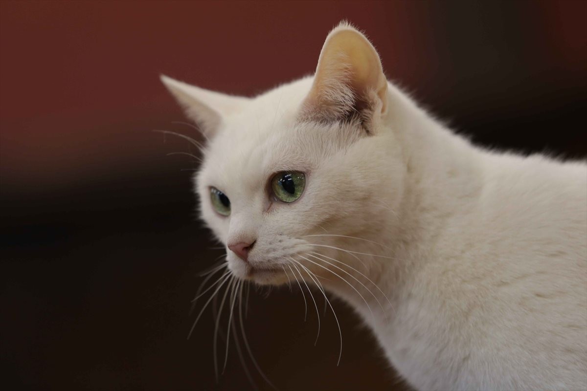 『猫侍』SPドラマDVD化記念、玉之丞の“萌え”写真公開！ 玉之丞に会えるイベントも