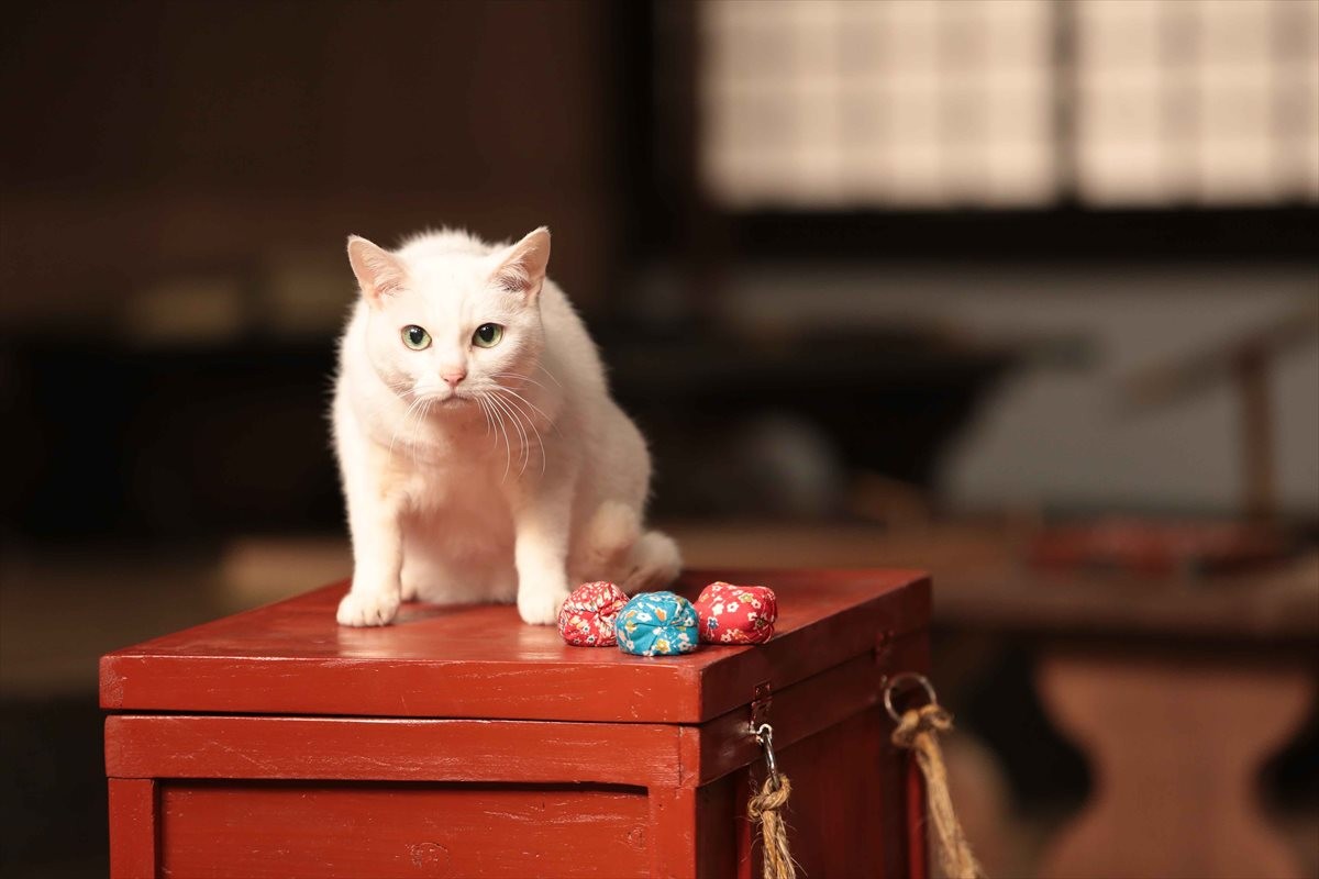 『猫侍』SPドラマDVD化記念、玉之丞の“萌え”写真公開！ 玉之丞に会えるイベントも