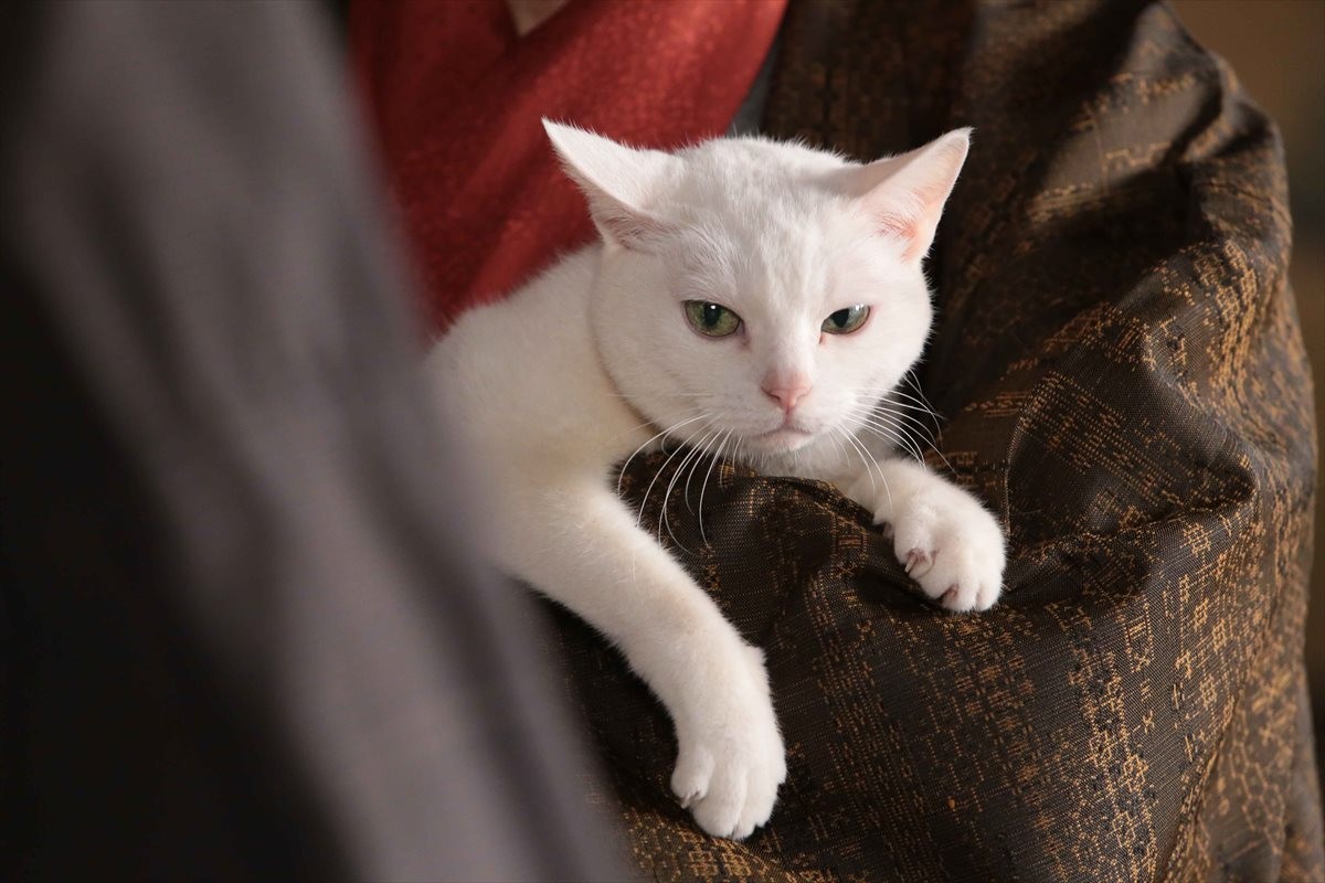『猫侍』SPドラマDVD化記念、玉之丞の“萌え”写真公開！ 玉之丞に会えるイベントも