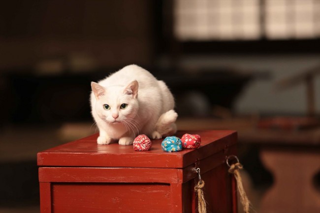 猫侍 玉之丞 江戸へ行く 写真 海外ドラマ情報 クランクイン